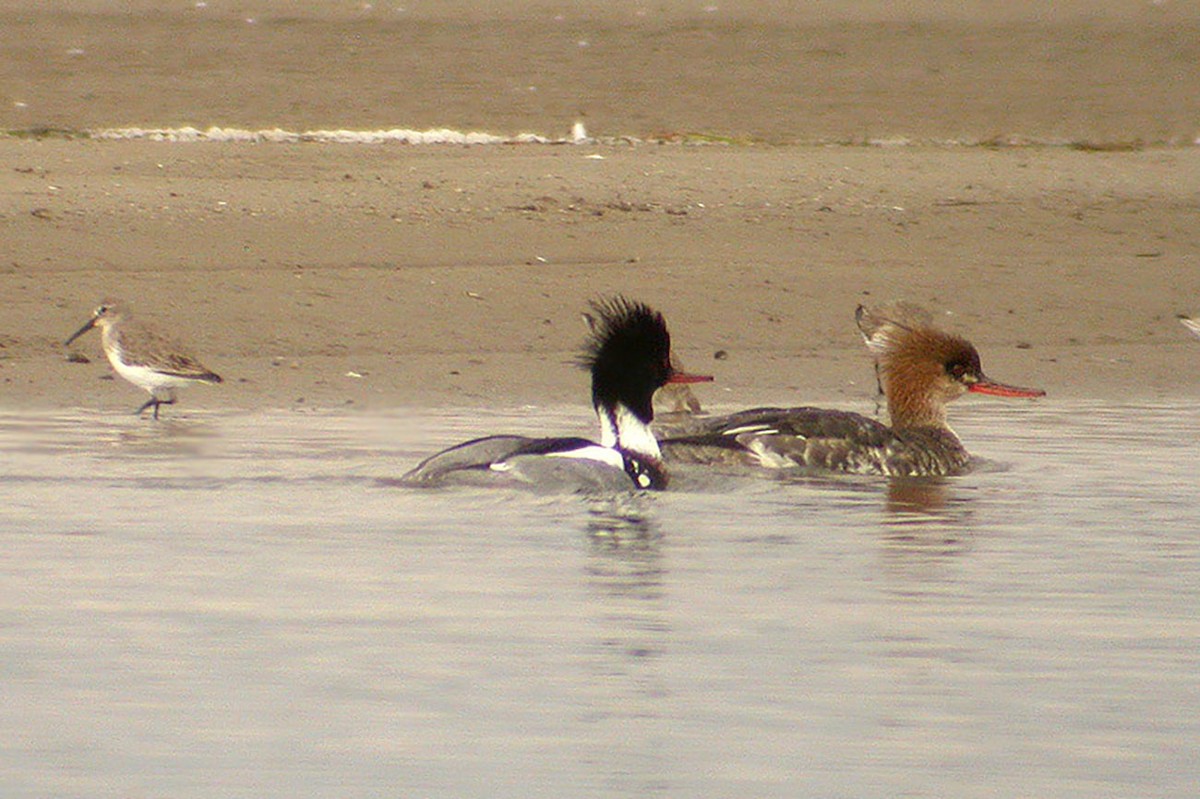 Red-breasted Merganser - Miguel Rouco