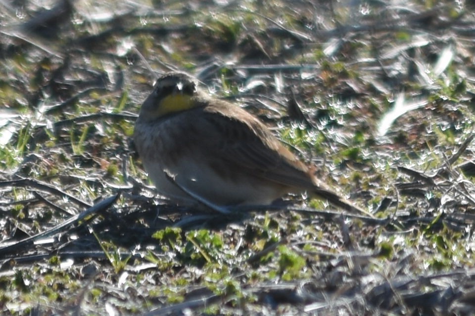 Horned Lark - Mike Conway