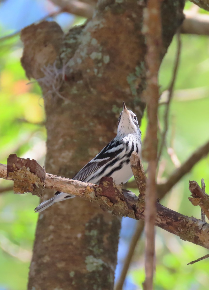 Black-and-white Warbler - ML195072621