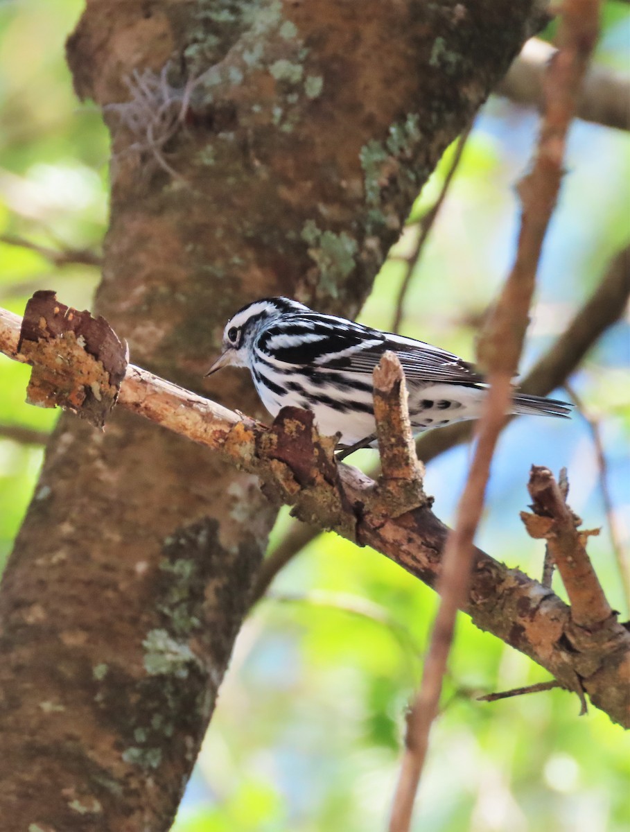 Black-and-white Warbler - Alfonso Auerbach