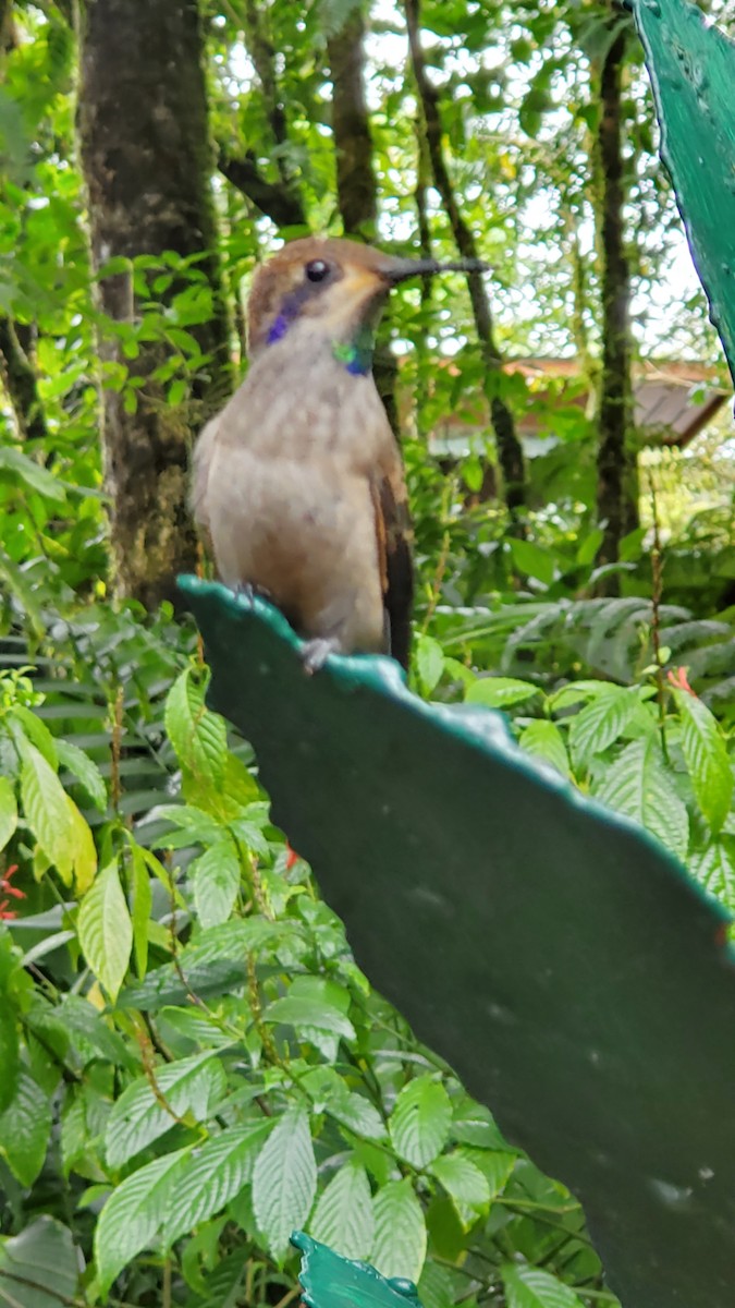 kolibřík fialovouchý - ML195077451