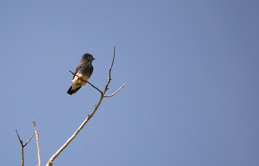 Swallow-winged Puffbird - ML195097681