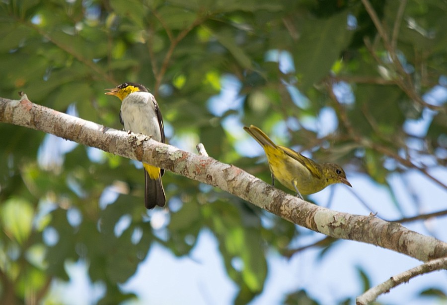 Yellow-backed Tanager - ML195098671