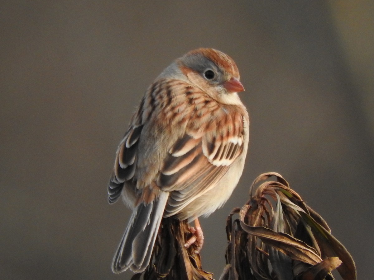 Field Sparrow - Nan Dewire