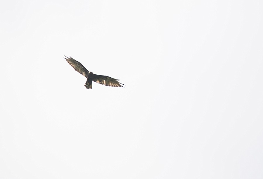 Zone-tailed Hawk - ML195099971