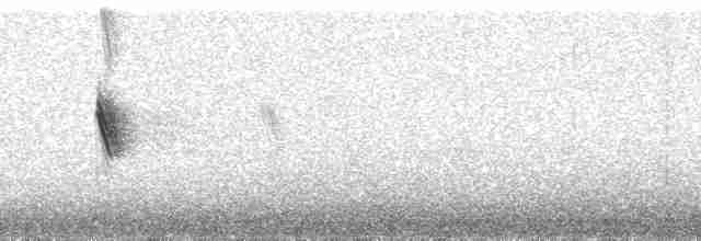 Білозорка золотиста - ML195101