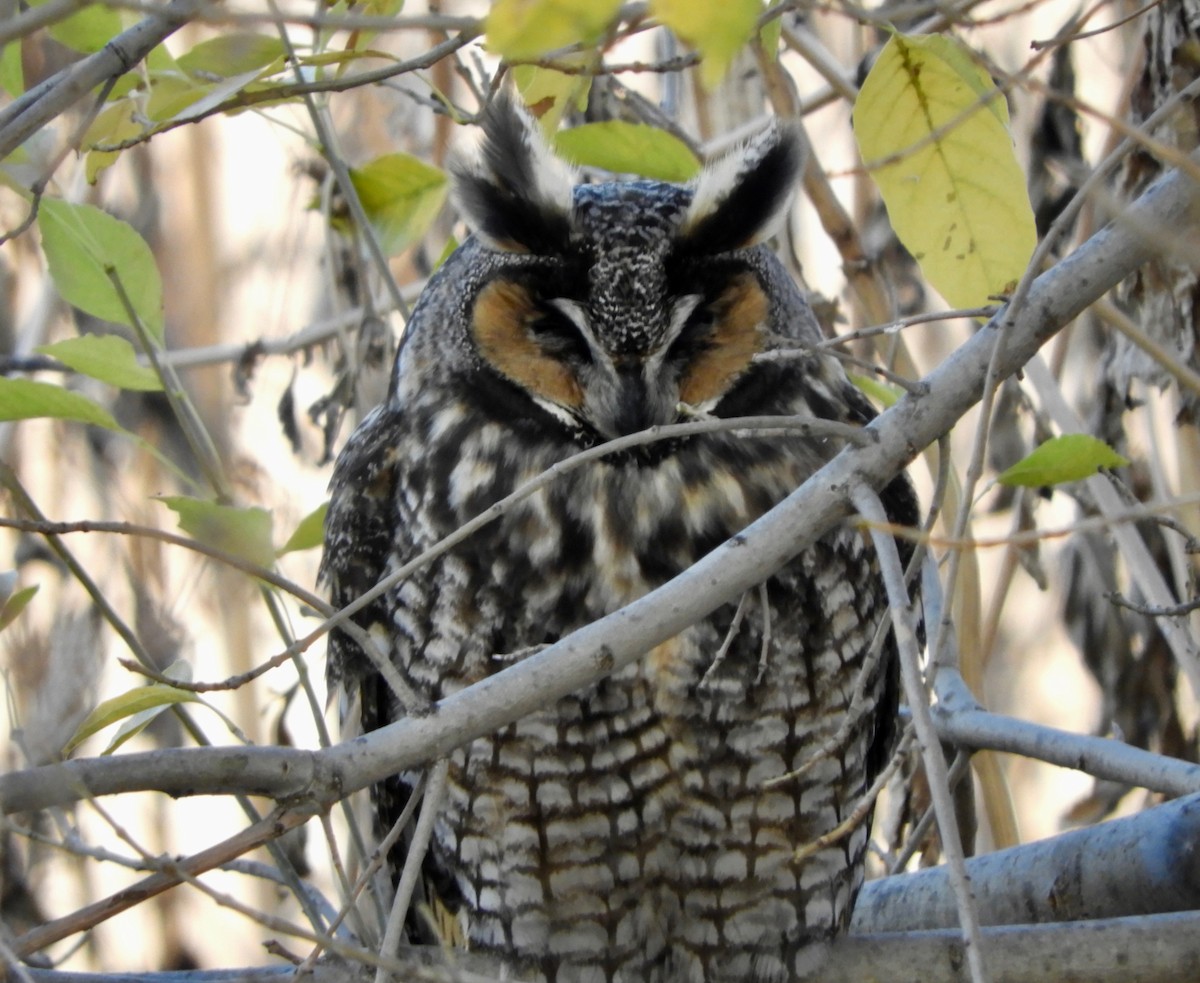Long-eared Owl - ML195101261