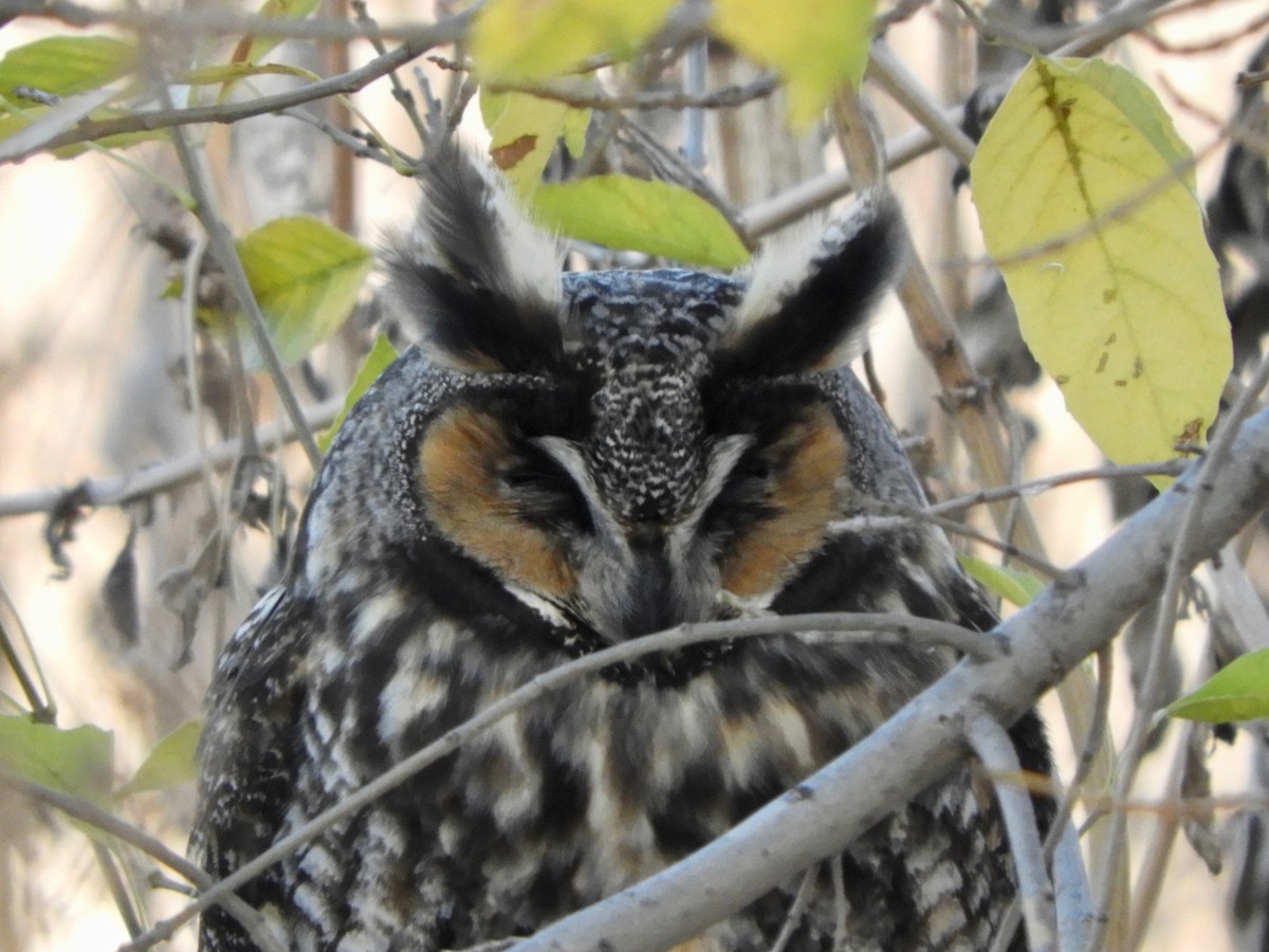 Long-eared Owl - ML195101321