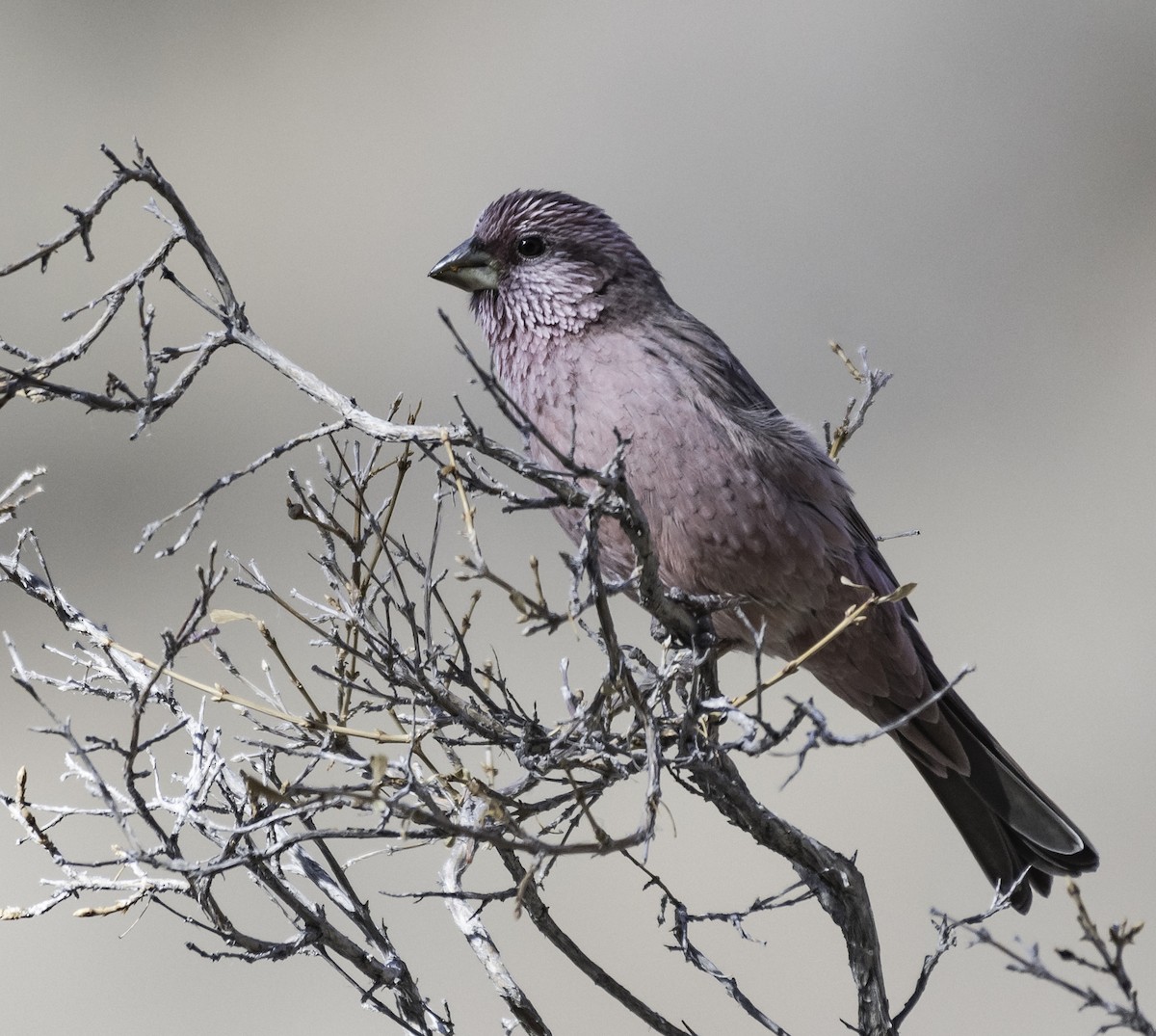 Red-mantled Rosefinch - ML195103771