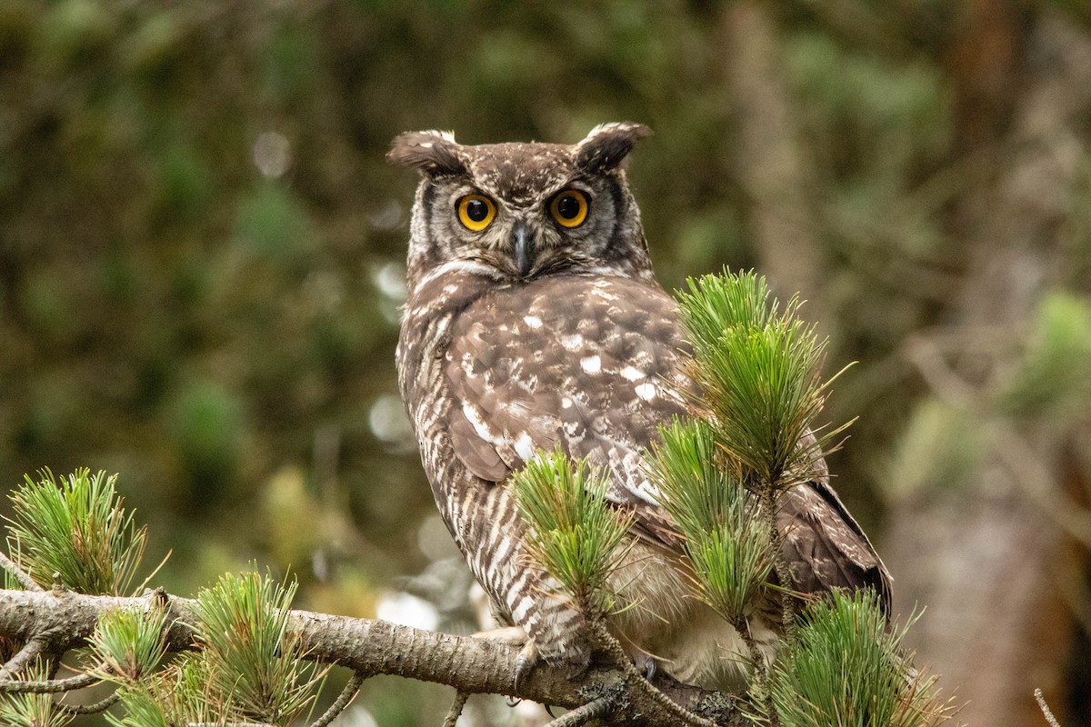 Great Horned Owl - Christiana Fattorelli