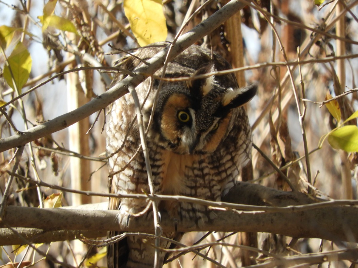 Long-eared Owl - ML195107141