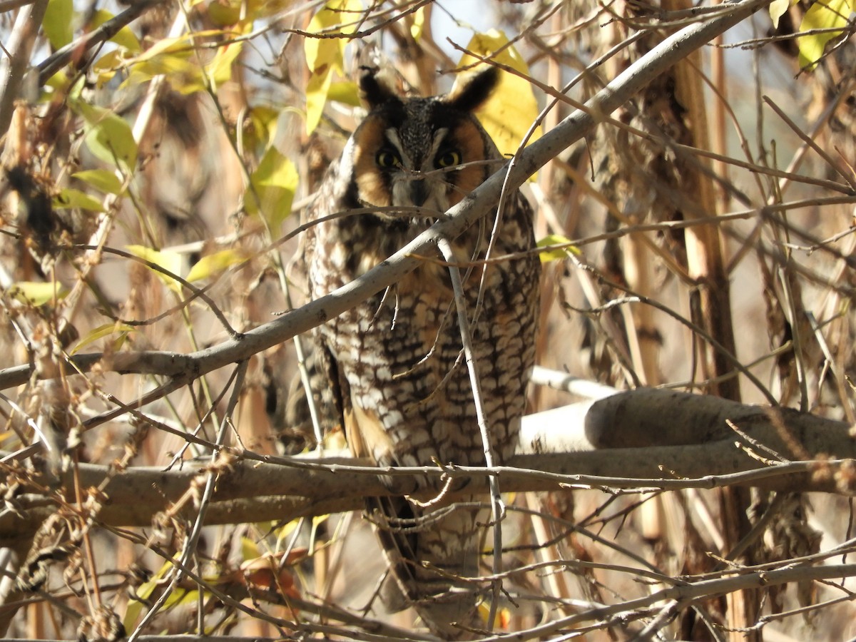 Long-eared Owl - ML195107161