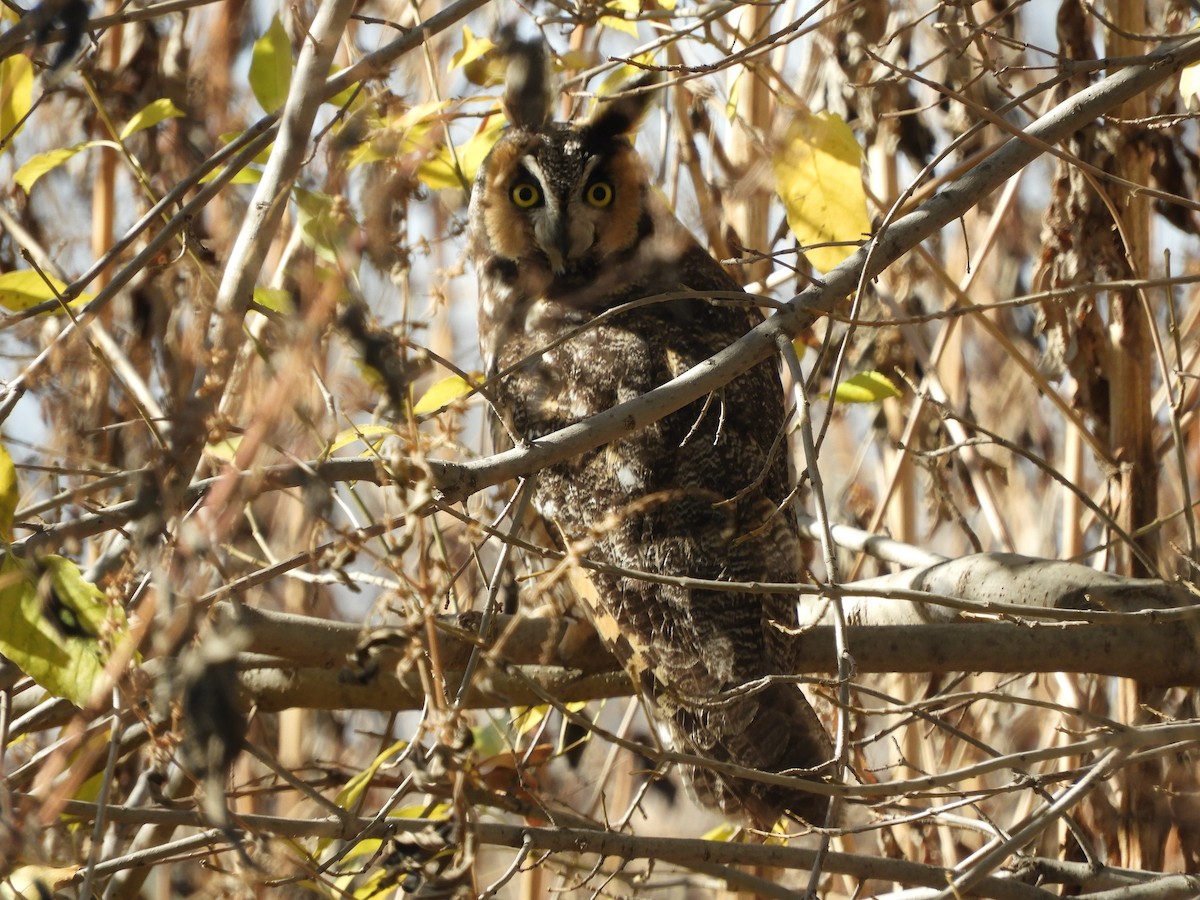 Long-eared Owl - ML195107181