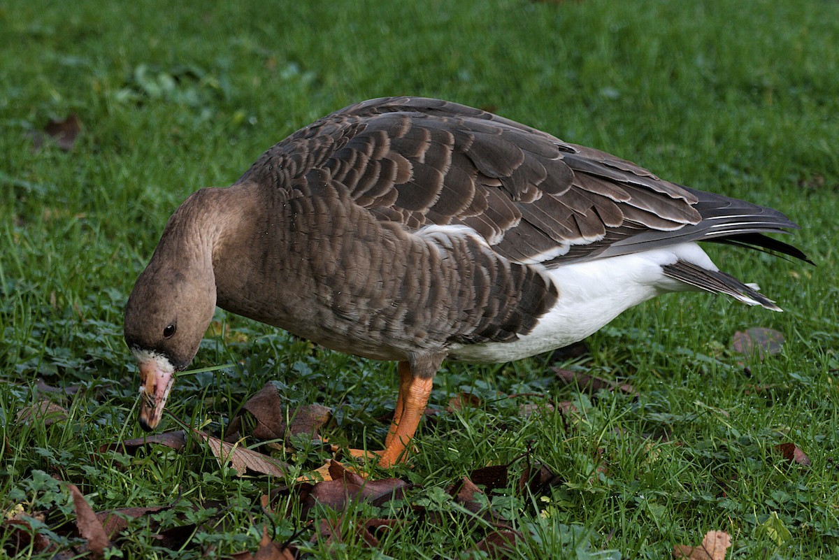Greater White-fronted Goose - ML195114281