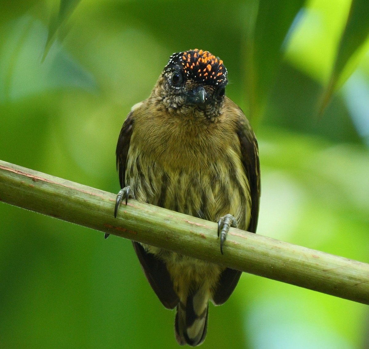Olivaceous Piculet - ML195114391