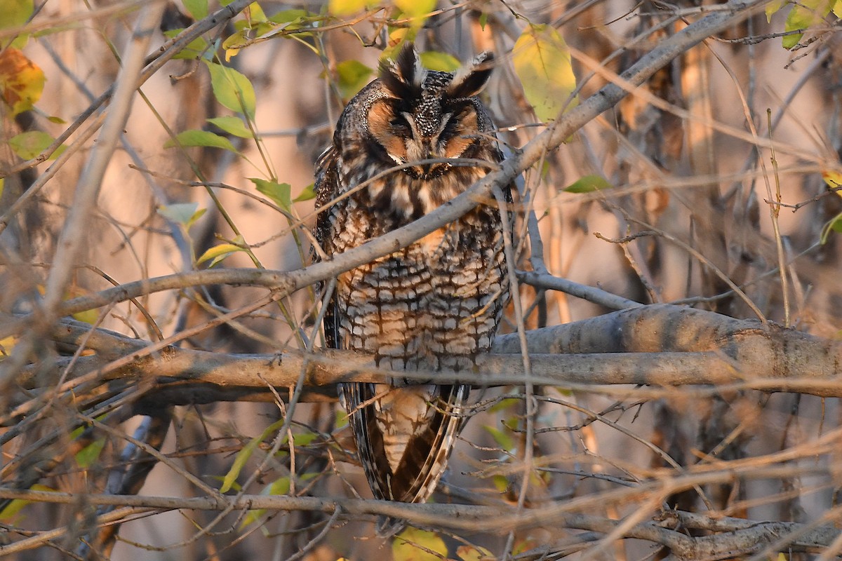 Long-eared Owl - ML195116121