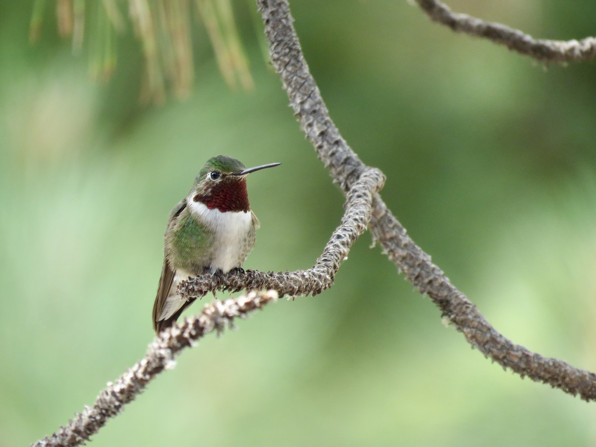 Broad-tailed Hummingbird - Isoo O'Brien