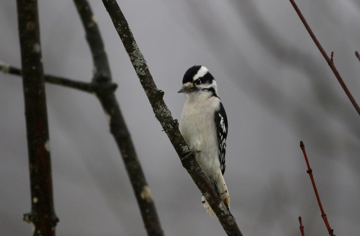 Downy Woodpecker (Eastern) - ML195121841