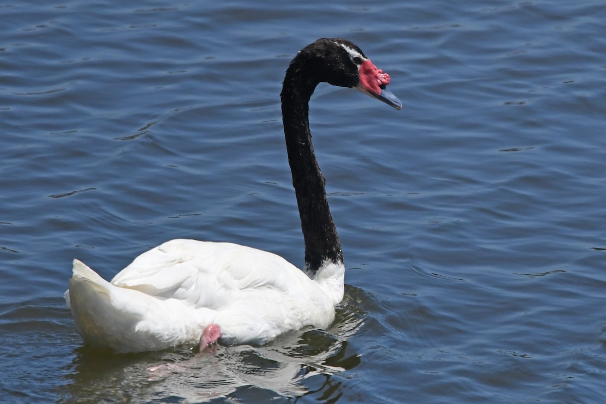 Black-necked Swan - ML195126651