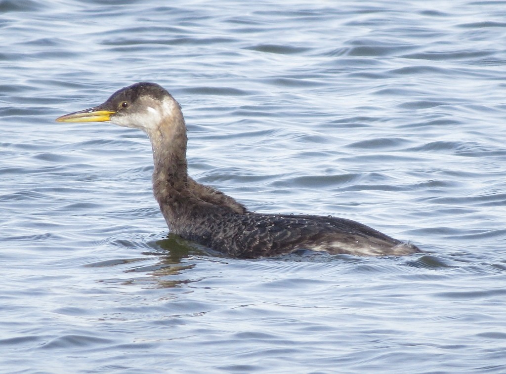 Red-necked Grebe - ML195128451