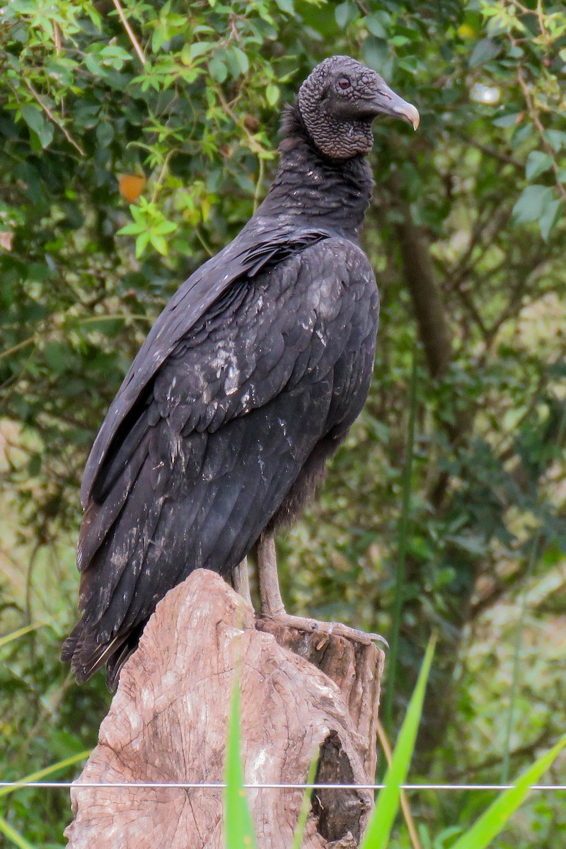 Black Vulture - ML195129111