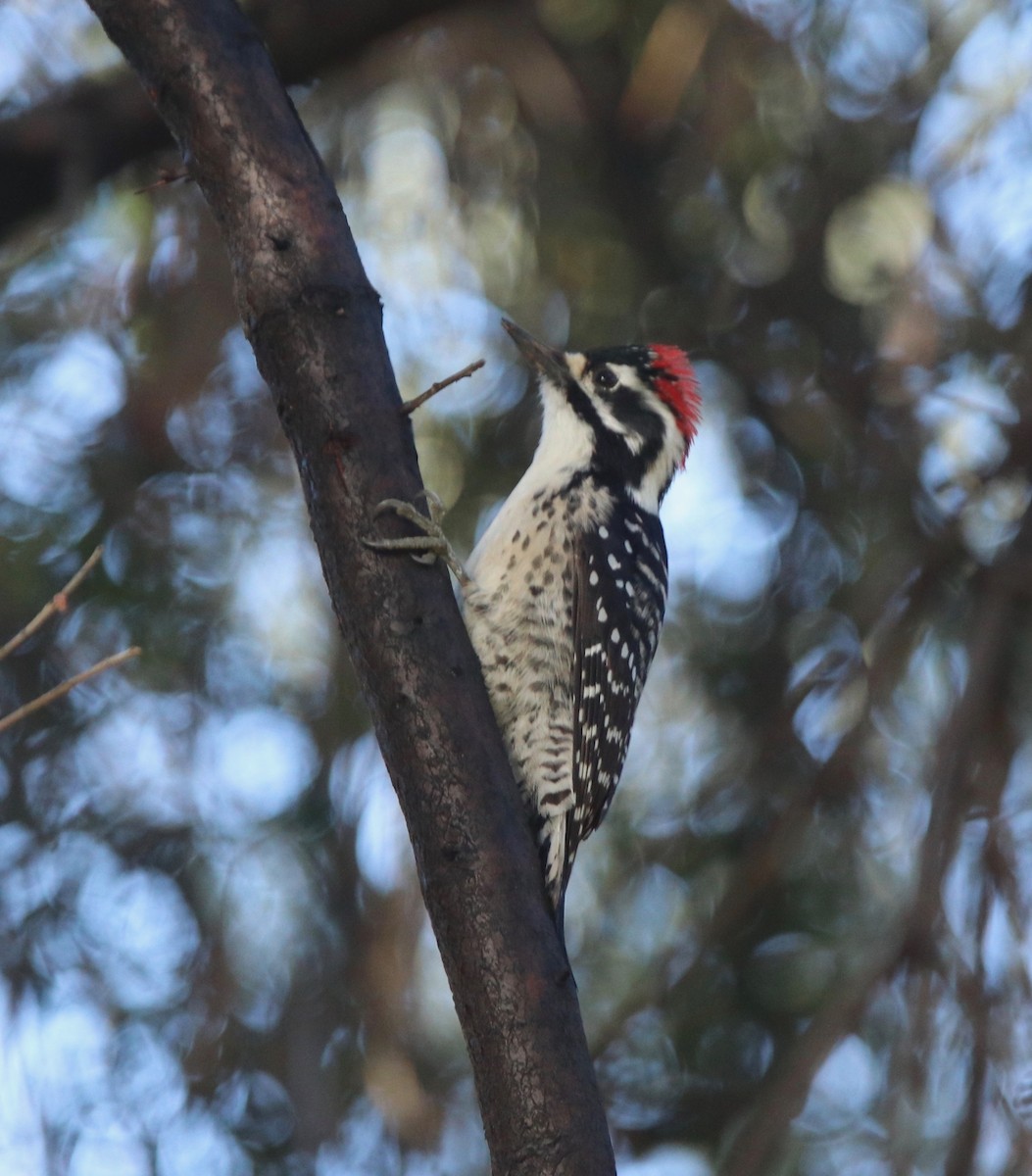 Nuttall's Woodpecker - Andre Moncrieff