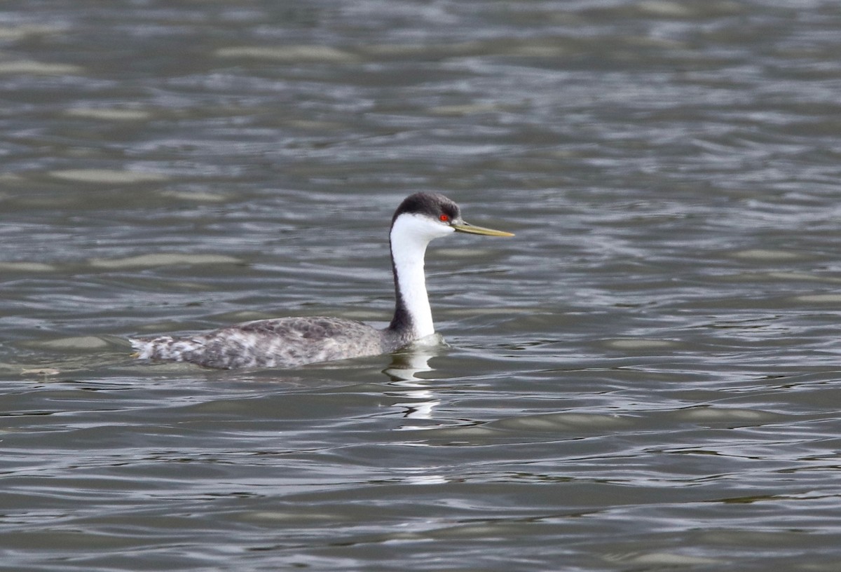 Western Grebe - Andre Moncrieff