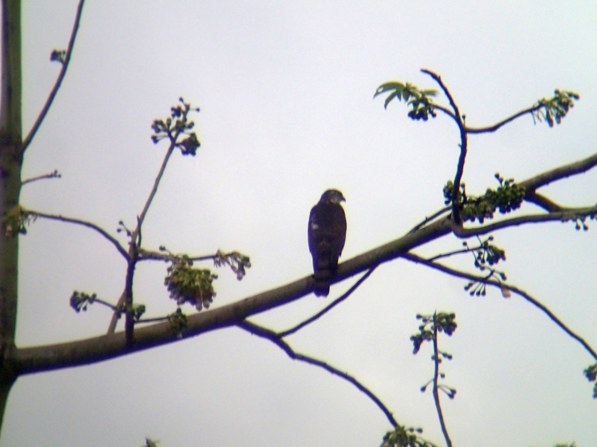 Japanese Sparrowhawk - Jigu Patel