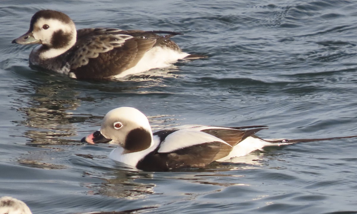 Long-tailed Duck - ML195142361