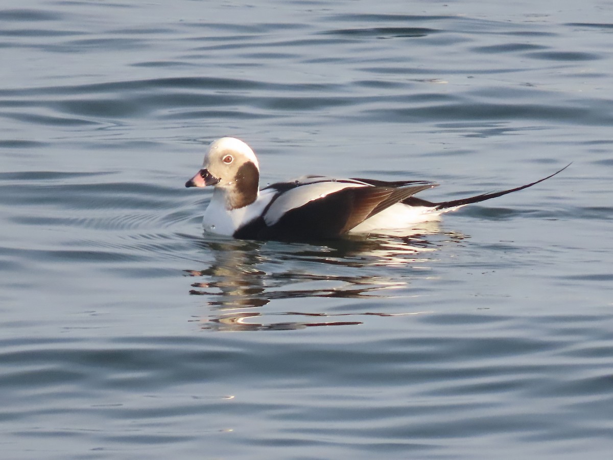 Long-tailed Duck - ML195142381