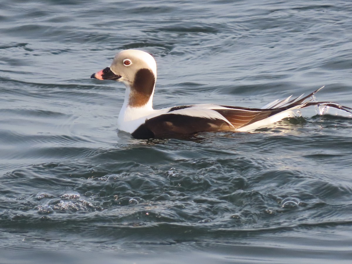Long-tailed Duck - ML195142401