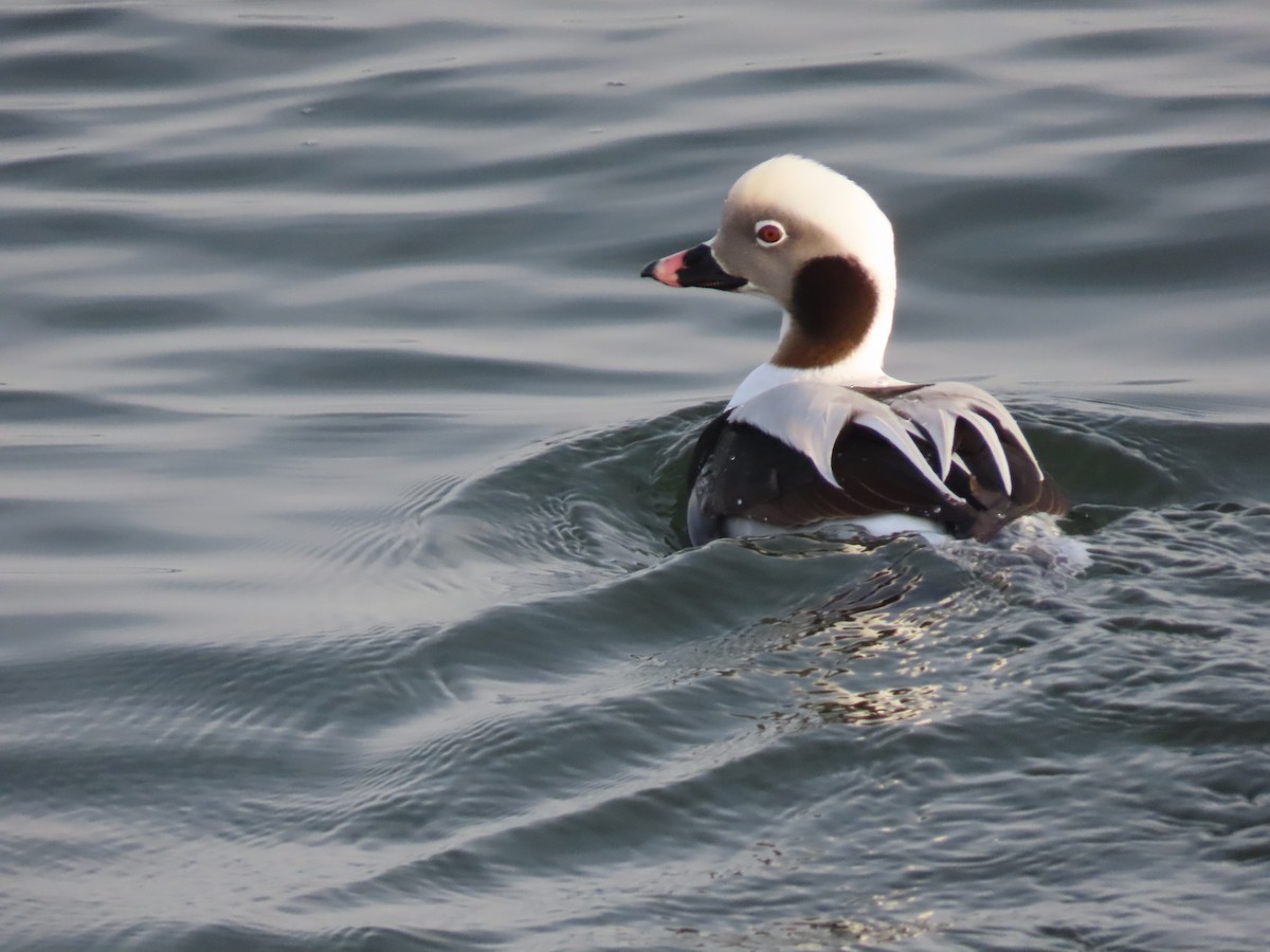 Long-tailed Duck - ML195142431