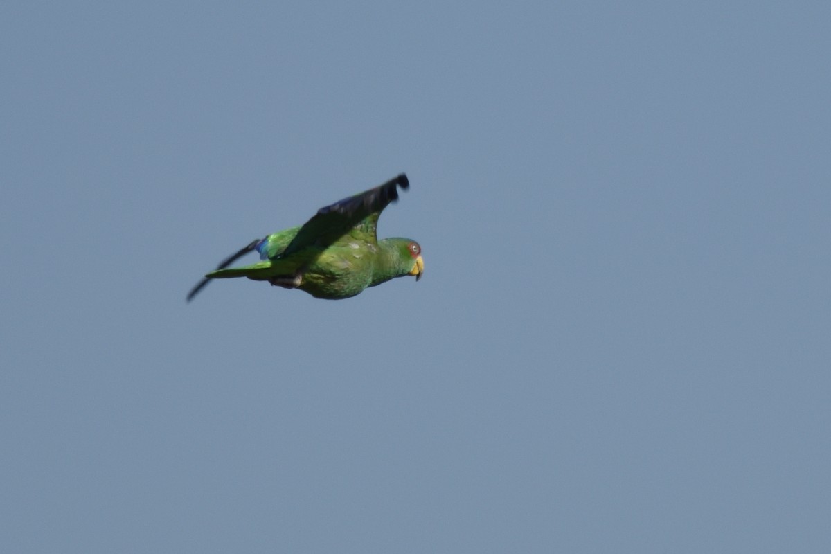 White-fronted Parrot - ML195144671