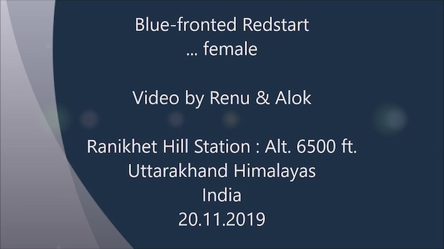 Blue-fronted Redstart - ML195152331