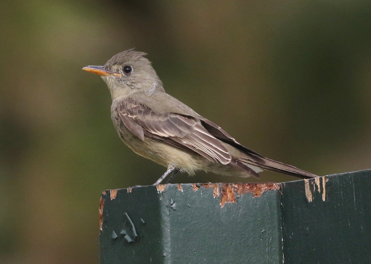 Greater Pewee - ML195153641