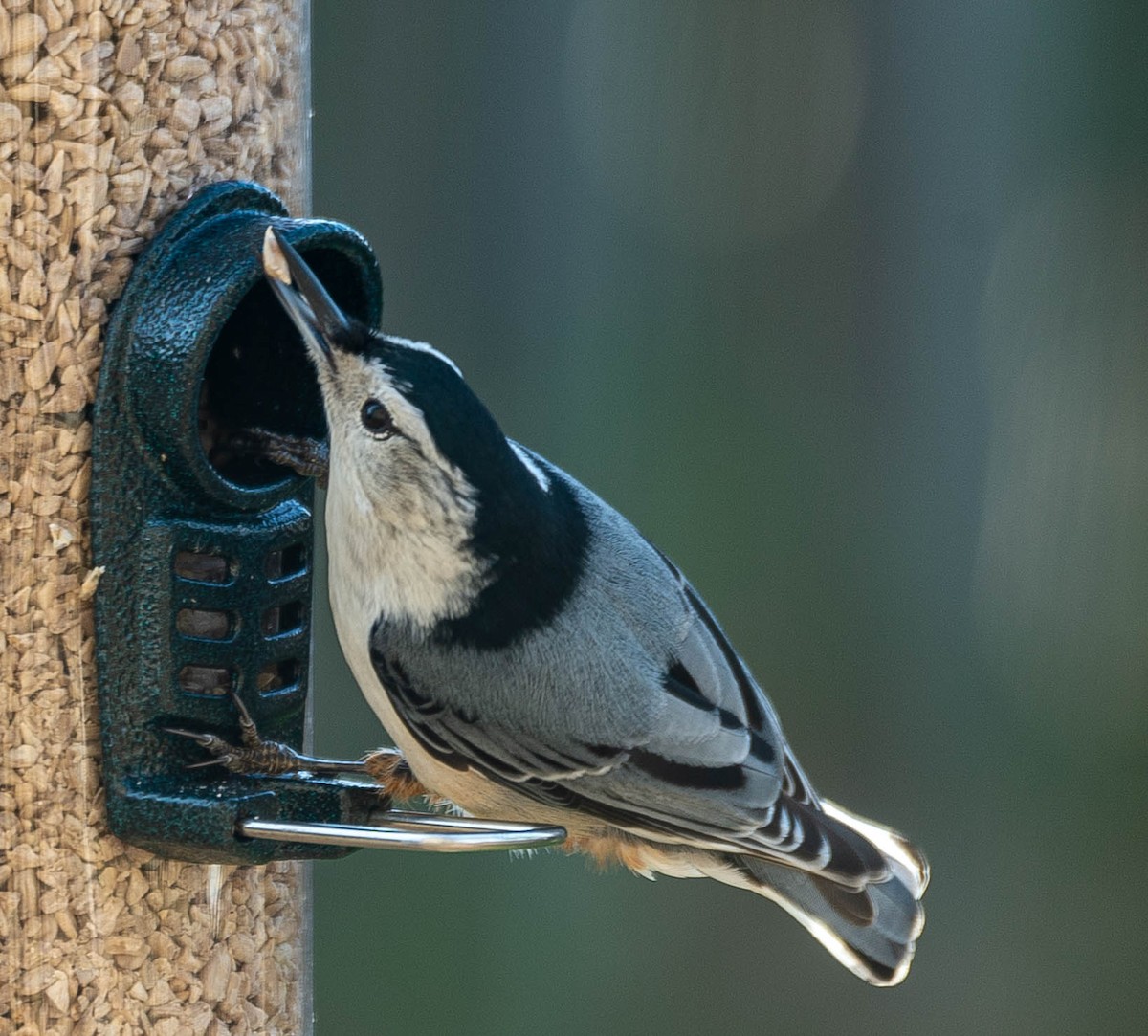 White-breasted Nuthatch - ML195154481