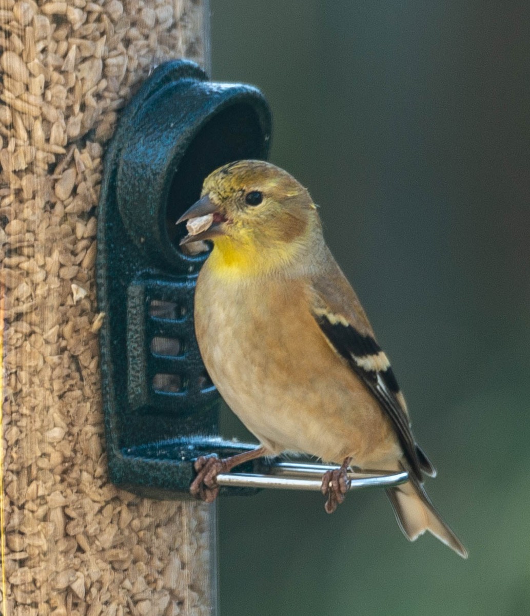 American Goldfinch - Colleen McCloskey