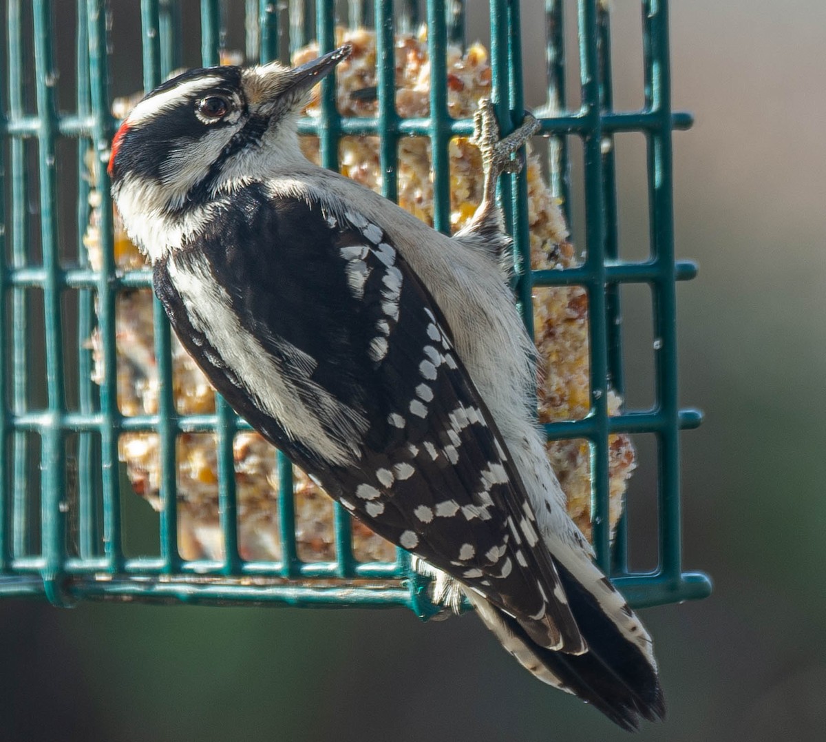 Downy Woodpecker - Colleen McCloskey