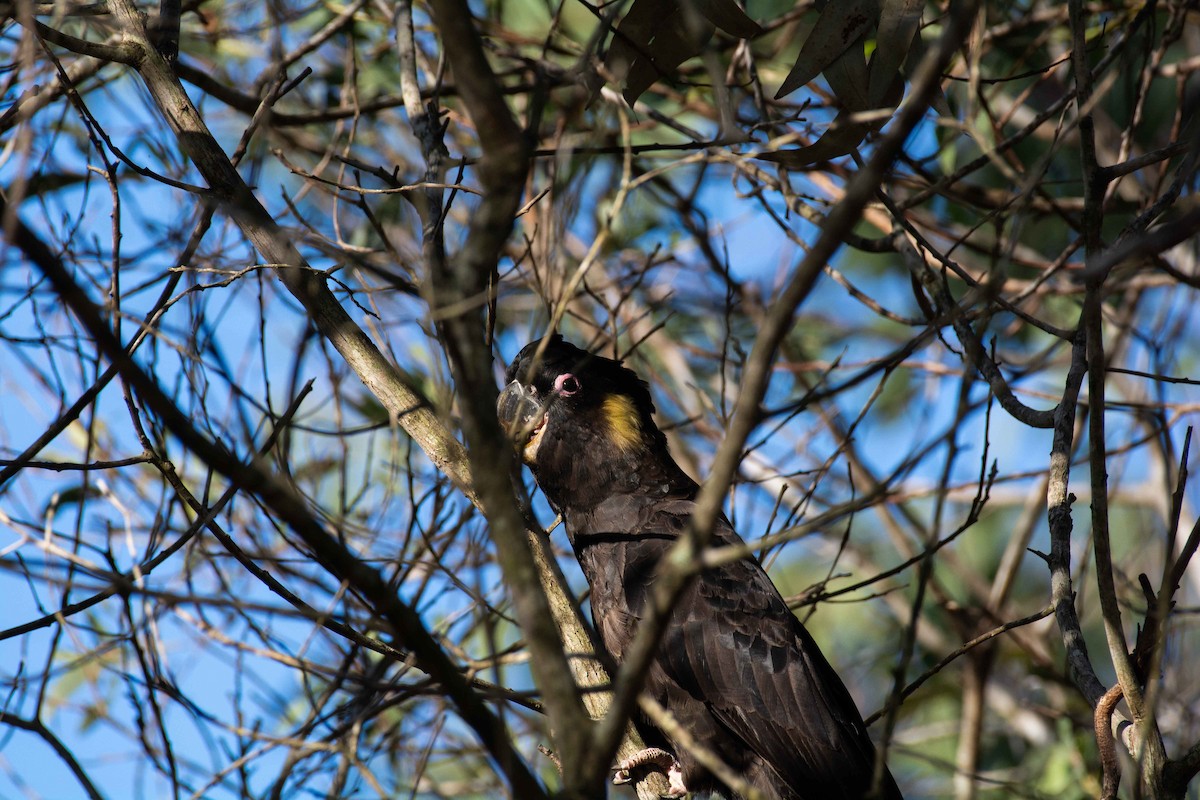 Yellow-tailed Black-Cockatoo - ML195155711