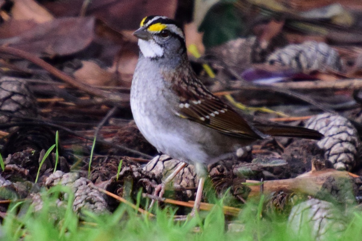 White-throated Sparrow - ML195156051
