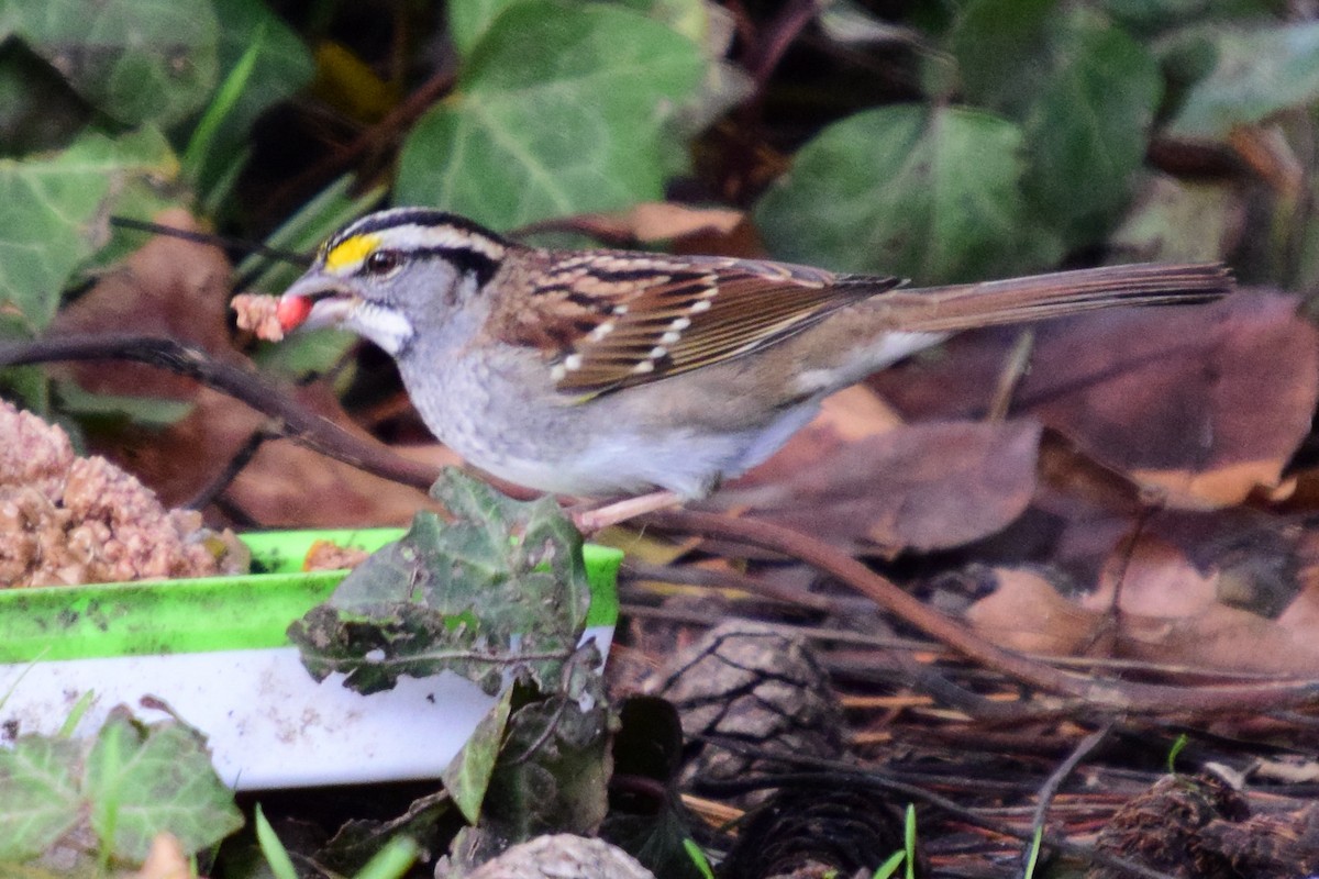 White-throated Sparrow - ML195156061