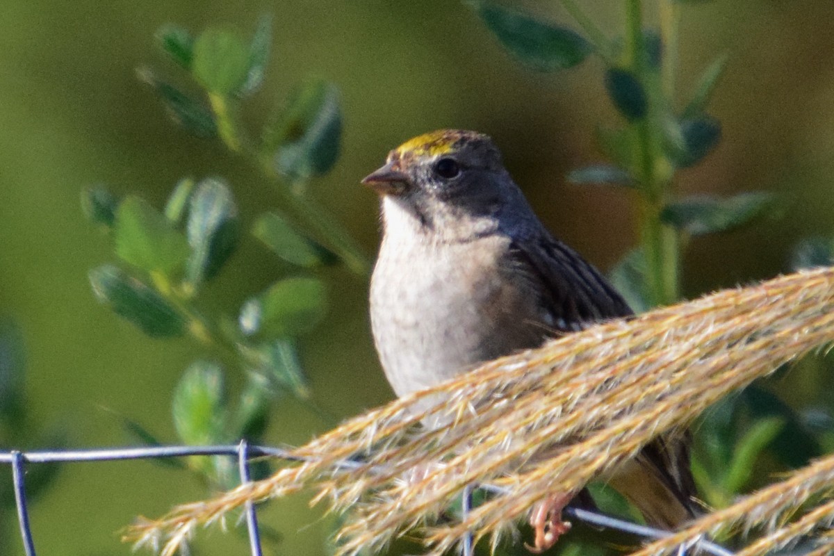 Golden-crowned Sparrow - Genna DeVries Mann