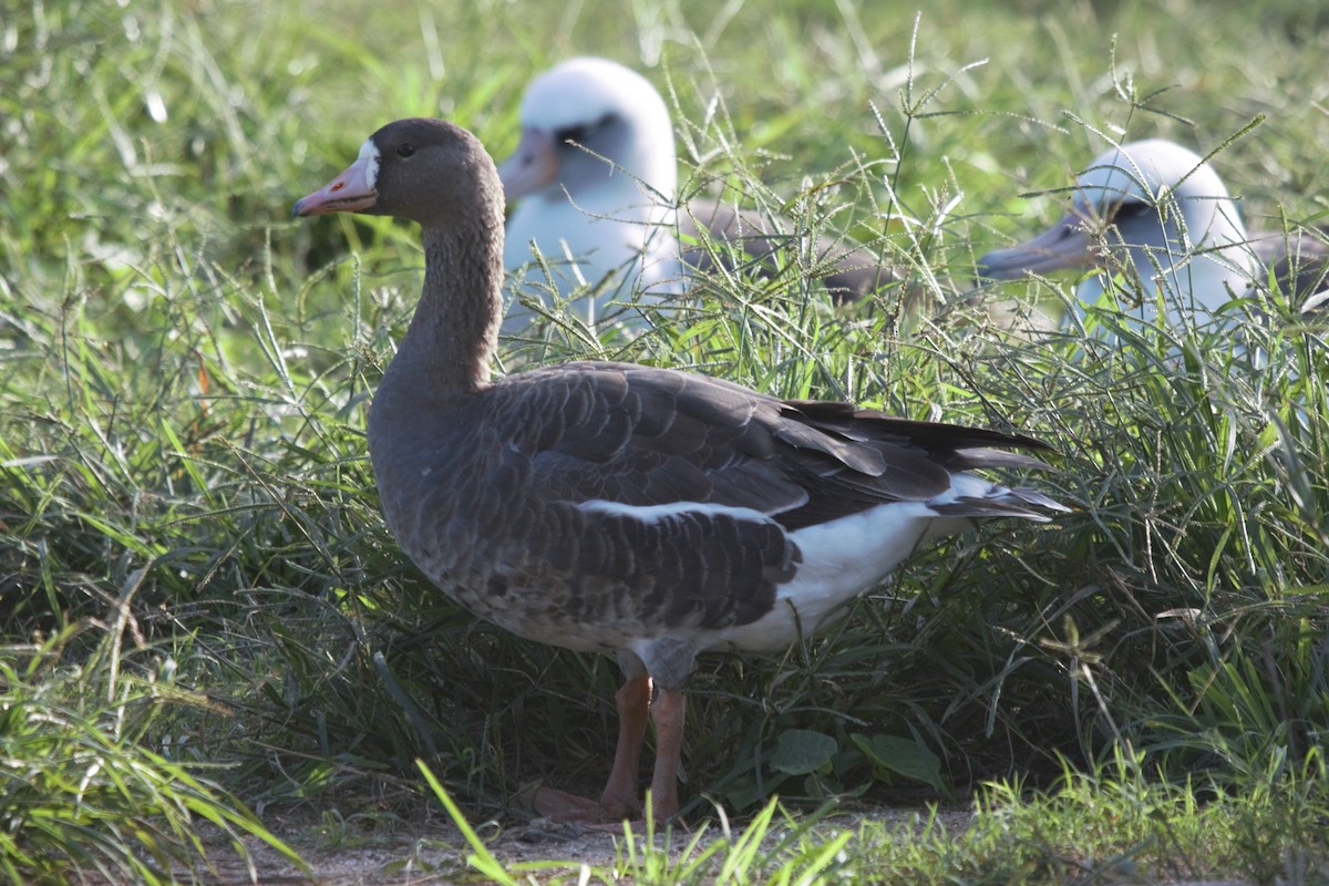 Greater White-fronted Goose - ML195162501