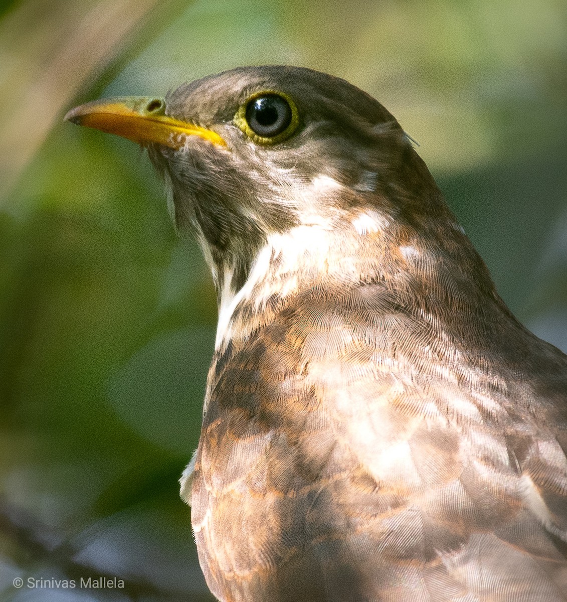 Common Hawk-Cuckoo - Srinivas Mallela