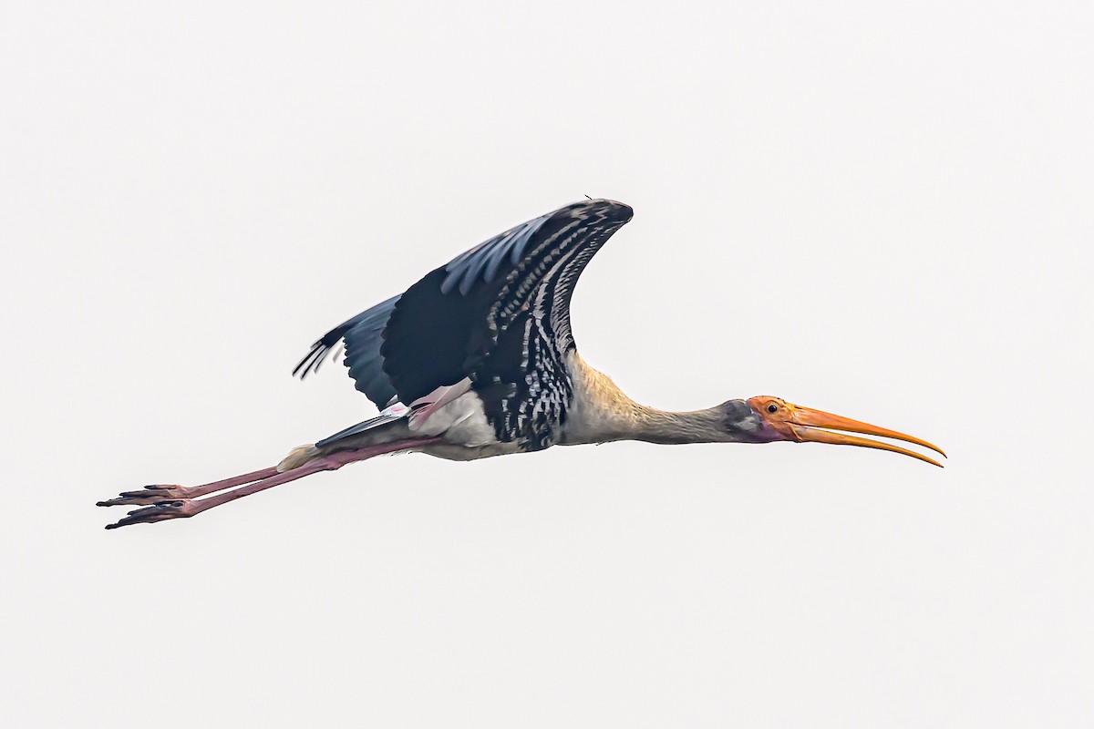 Painted Stork - Nitin Chandra