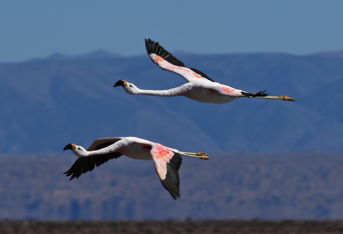 Andean Flamingo - Ricardo  Matus