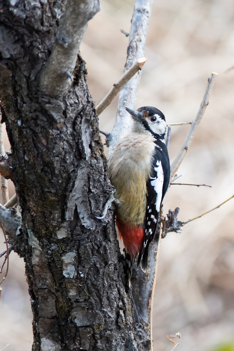 Himalayan Woodpecker - Charles Thomas