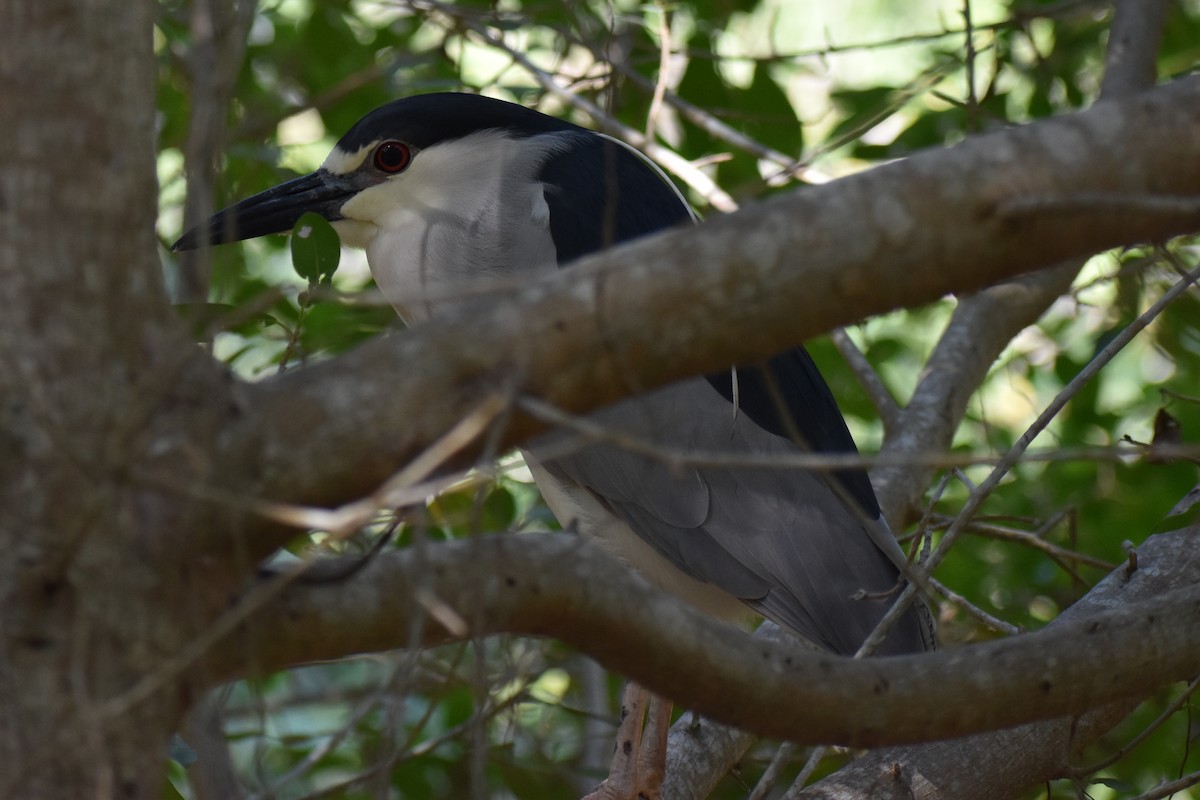 Black-crowned Night Heron - ML195169511