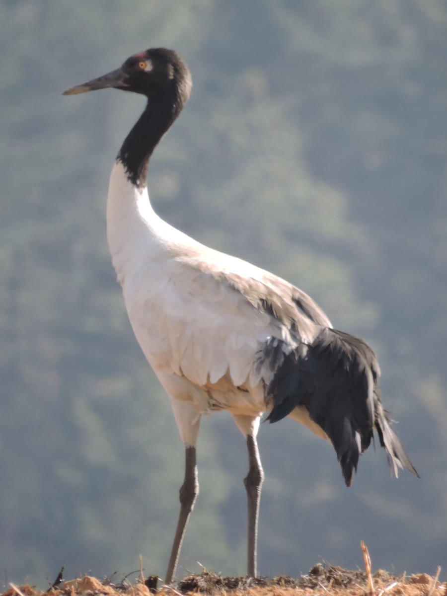Black-necked Crane - ML195169711