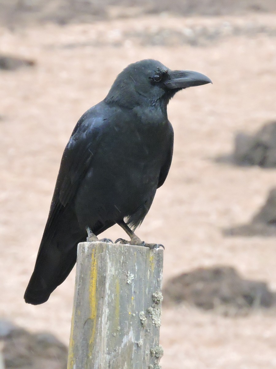 Large-billed Crow - ML195169981